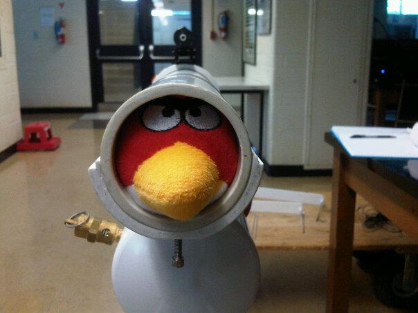 angry bird